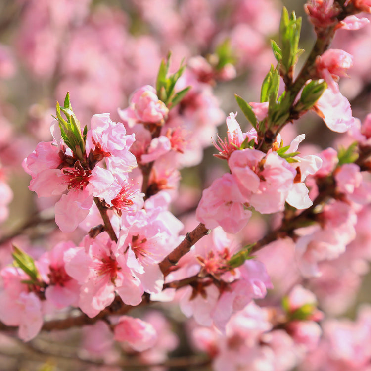 Spring Fragrance Oils
