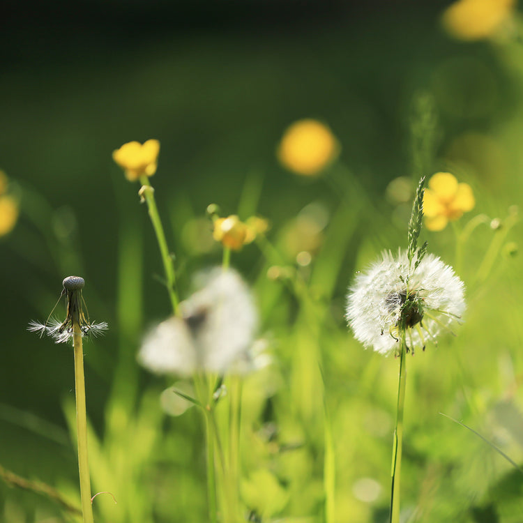 Summer Fragrance Oils