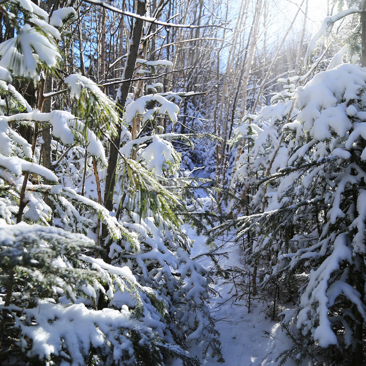 Winter Fragrance Oils