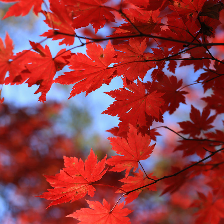Autumn Fragrance Oils
