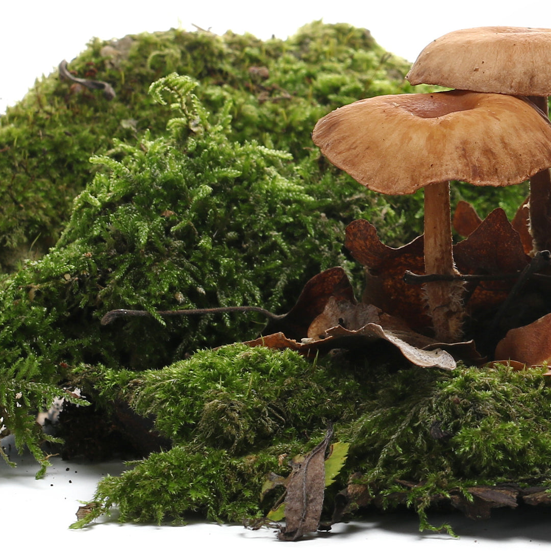 Earthy Fragrance Oils